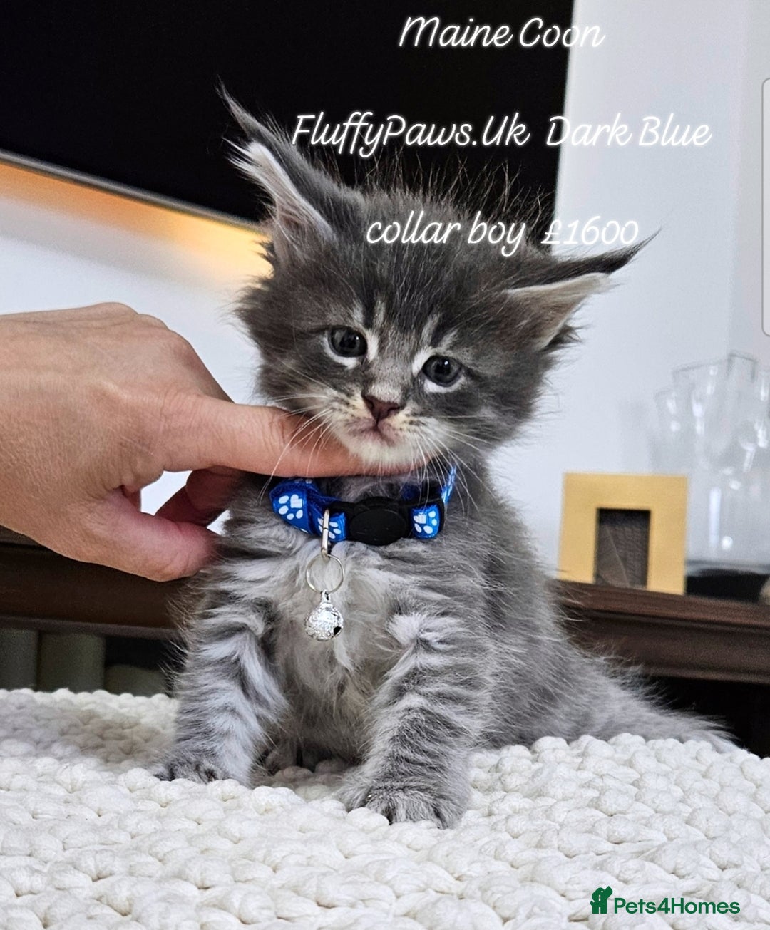Maine Coon cats for sale: Maine Coons FluffyPaws.Uk  - Image 30
