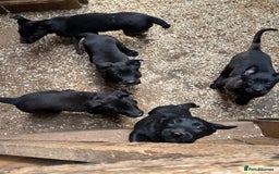 Belgian Shepherd Dog dogs for sale: Belgian Malinois Puppies For Sale  - Image 1