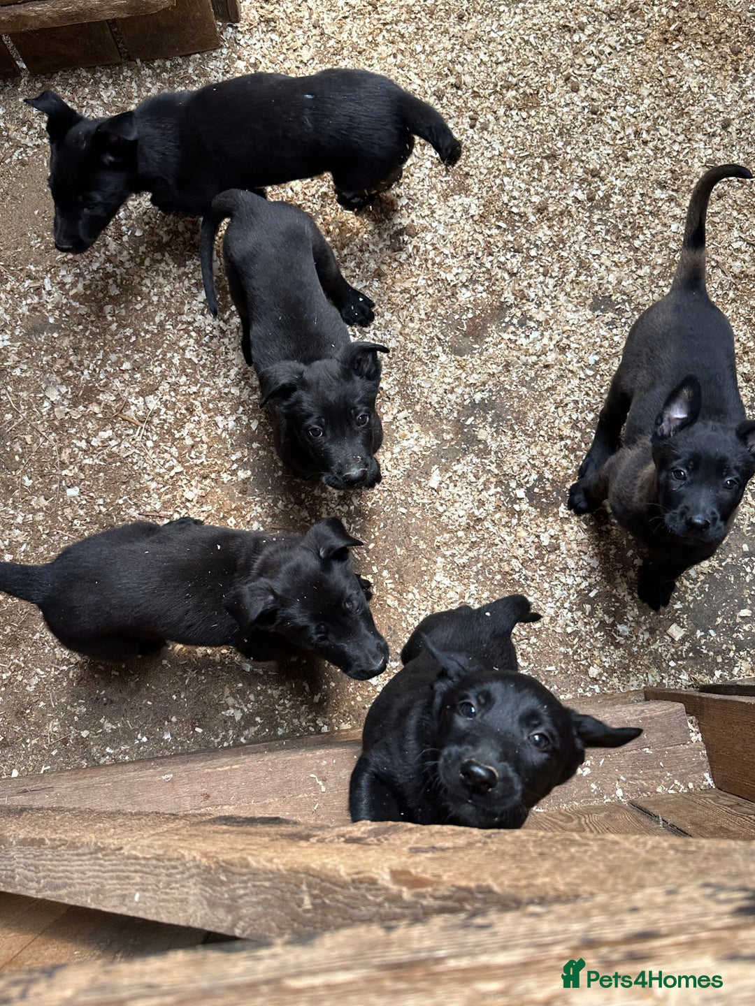 Belgian Shepherd Dog dogs for sale: Belgian Malinois Puppies For Sale  - Image 1