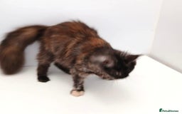 Maine Coon cats for sale: Adult female Maine coon tortie cat, TICA reg - Image 12