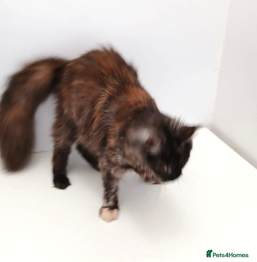 Maine Coon cats for sale: Adult female Maine coon tortie cat, TICA reg - Image 12