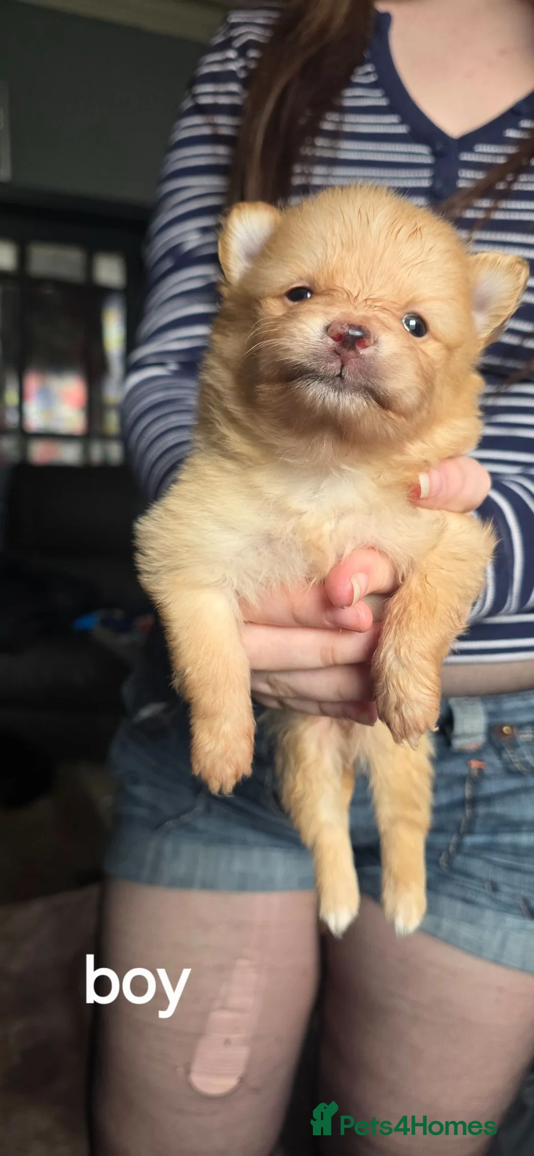 Pomeranian dogs for sale: Pomeranian puppies - Advert 2