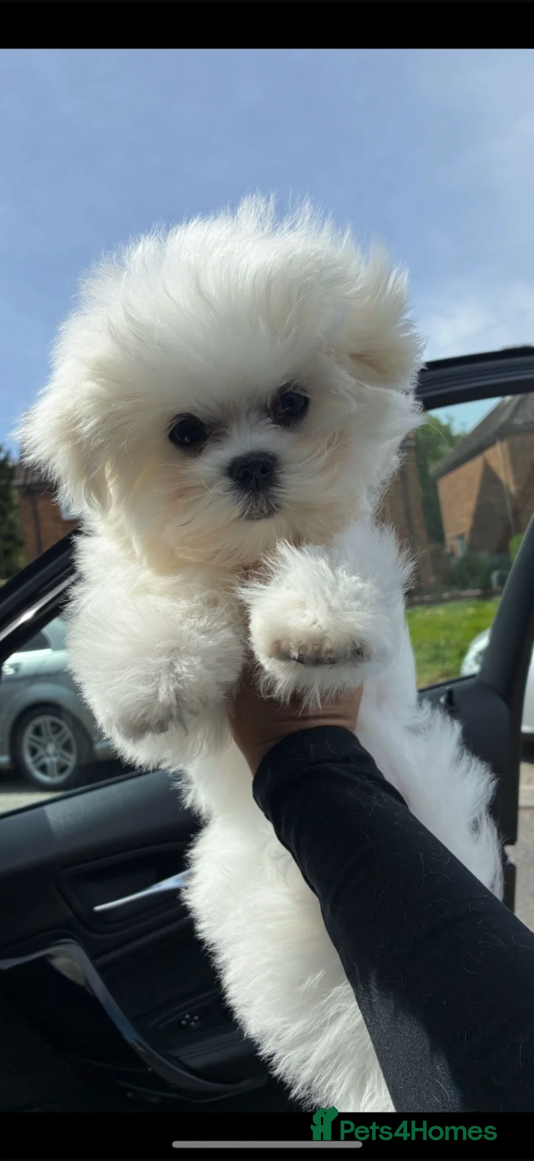 Maltese dogs for sale: Korean Maltese KC Parents  in Weybridge - Advert 2