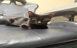 Mixed Breed cats for sale: 🐾 Adorable boy & girl 🐾 - Image 18
