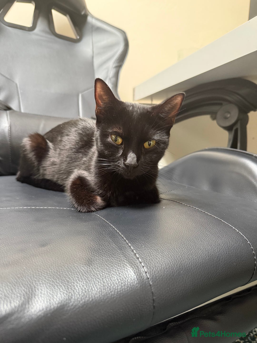Mixed Breed cats for sale: 🐾 Adorable boy & girl 🐾 - Image 18