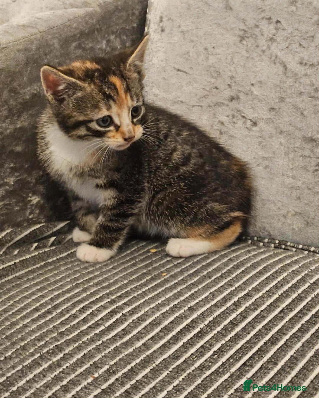Mixed Breed cats for sale: Beautiful British shorthair kittens - Advert 2