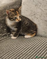 Mixed Breed cats - Advert 12