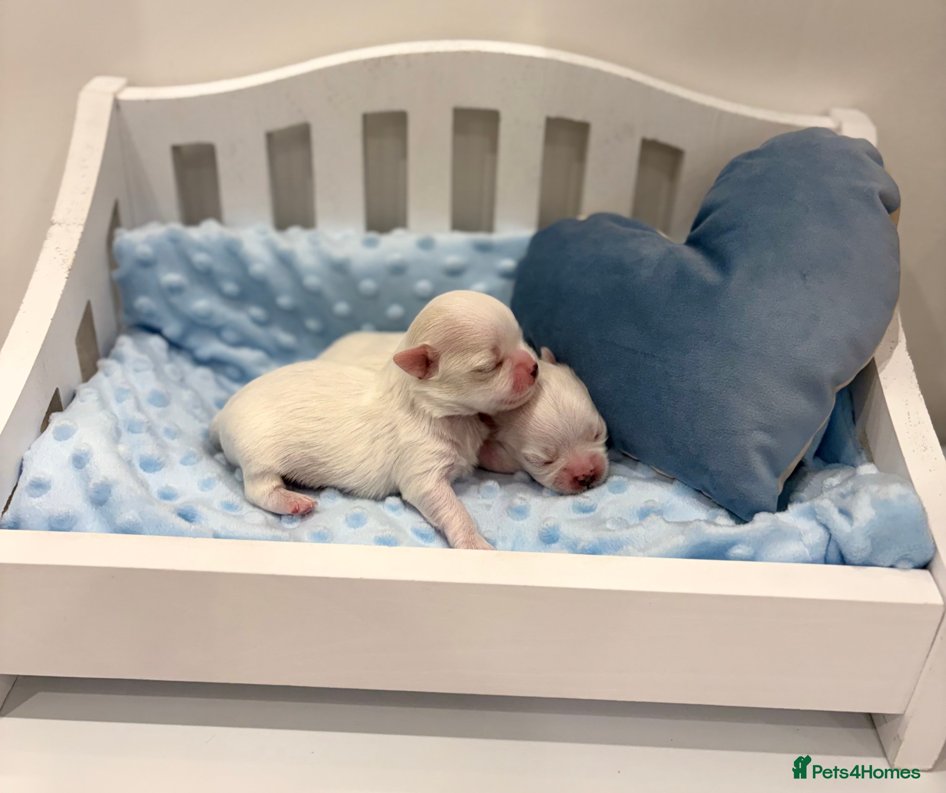 Maltese dogs ✨Beautiful Korean Maltese Puppies🤍 - Advert 1