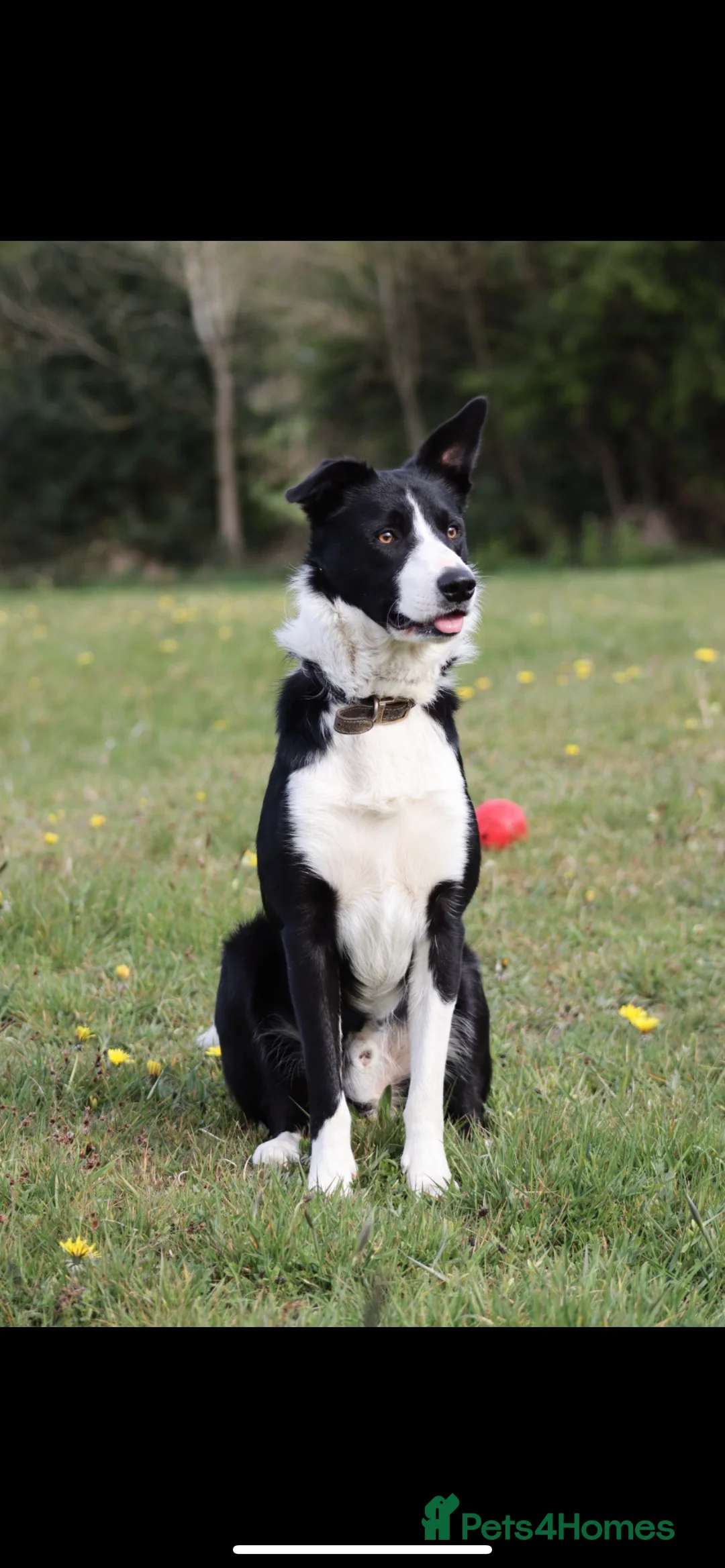 Border Collie dogs for stud: Proven Border Collie Stud | Strong Working Lines  - Advert 2