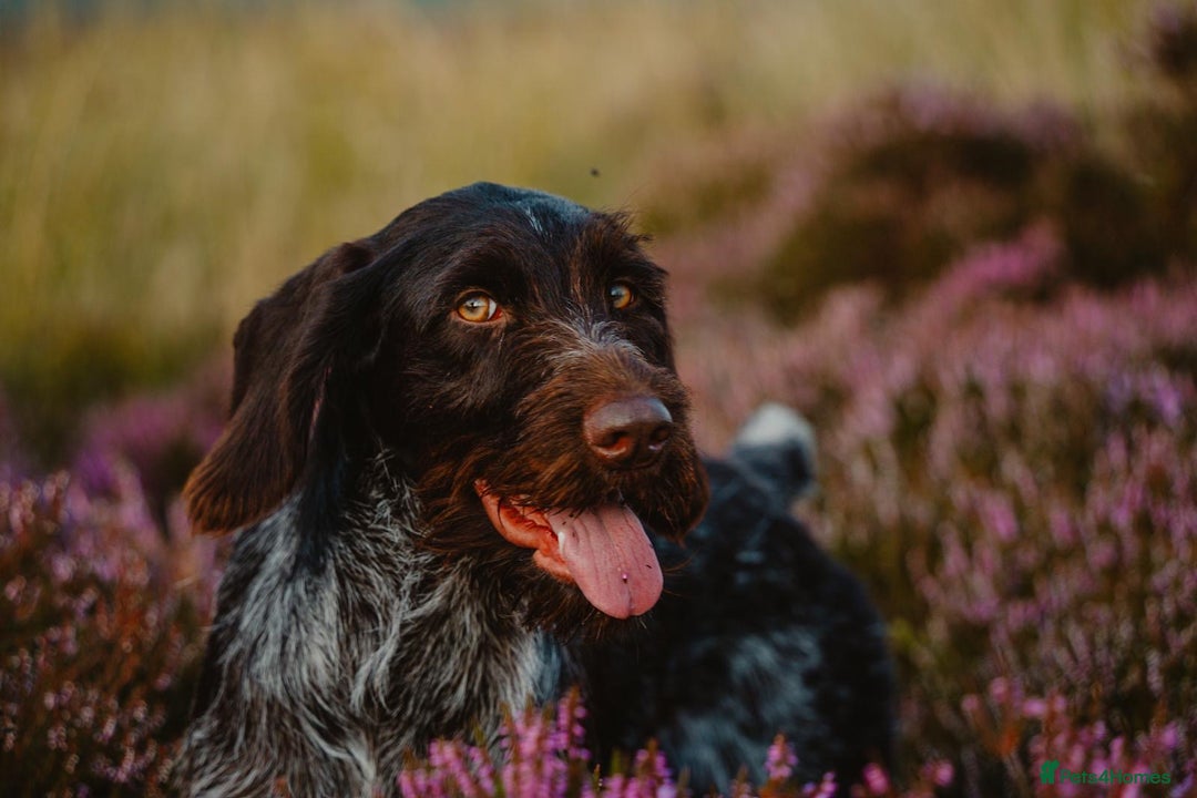 Mixed Breed dogs for sale: GWP x Hungarian wirehaired Viszla - Advert 2