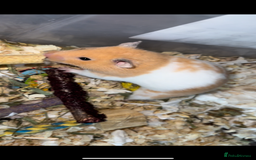 Hamster rodents for sale: Baby hamster  - Advert 14