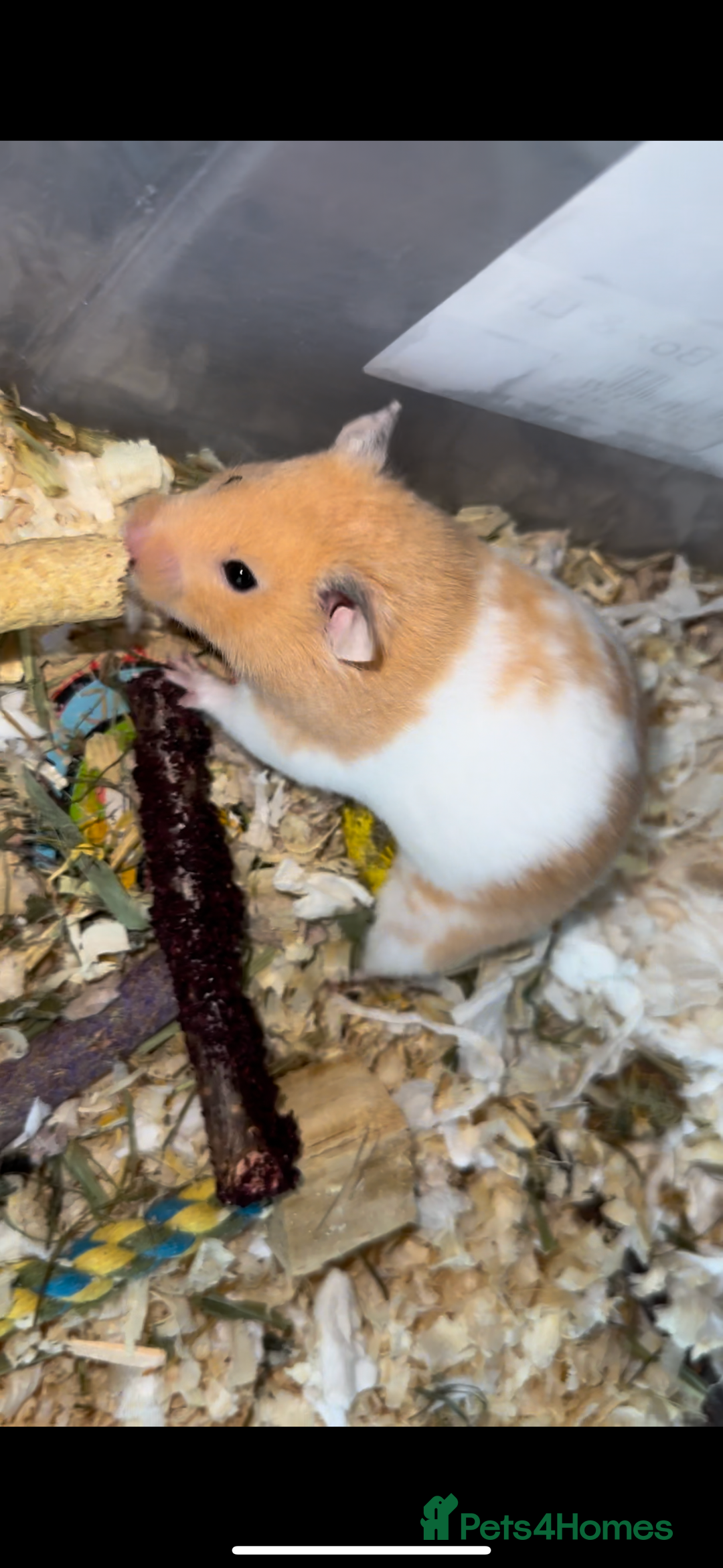 Hamster rodents for sale: Baby hamster  - Advert 14