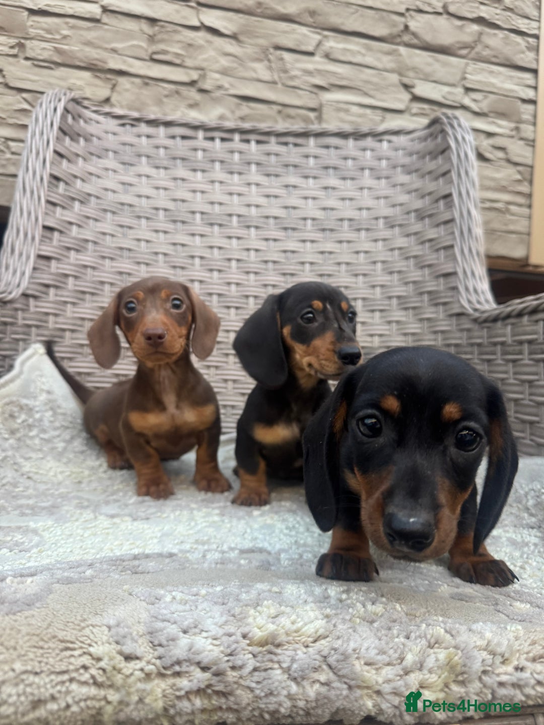 Miniature Dachshund dogs for sale: Miniature dachshunds (council licensed breeder) - Image 13