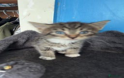 Mixed Breed cats for sale: 4 beautiful black and tabby kittens - Image 3