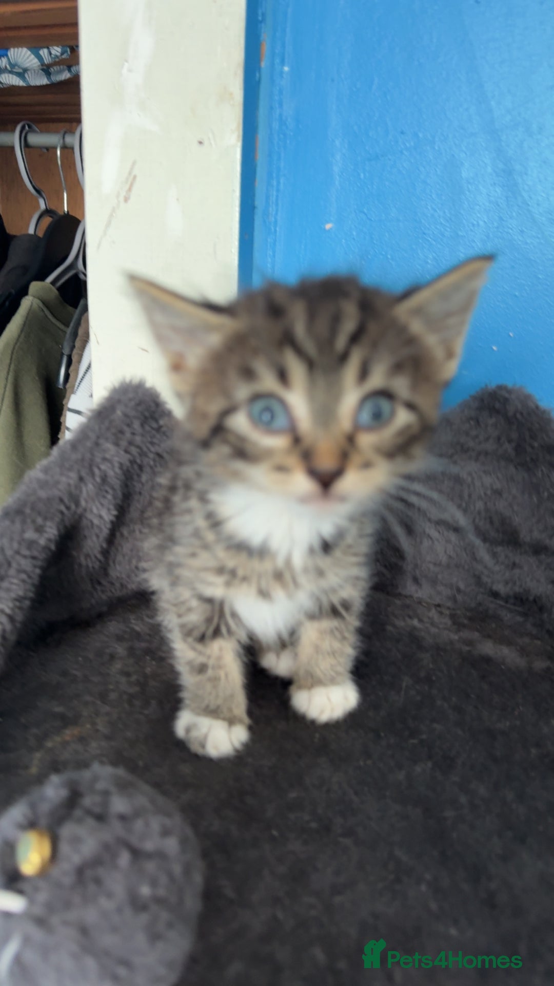 Mixed Breed cats for sale: 4 beautiful black and tabby kittens - Image 3