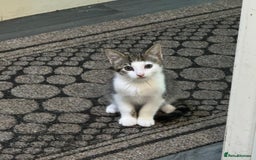 American Shorthair cats for sale: White and Grey kitten for sale - Image 1