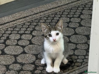 American Shorthair cats - Advert 4