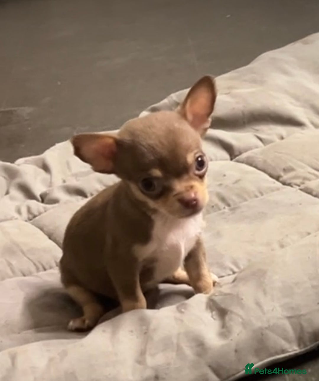 Chihuahua dogs for sale: CHIHUAHUA PUPPIES - Image 17