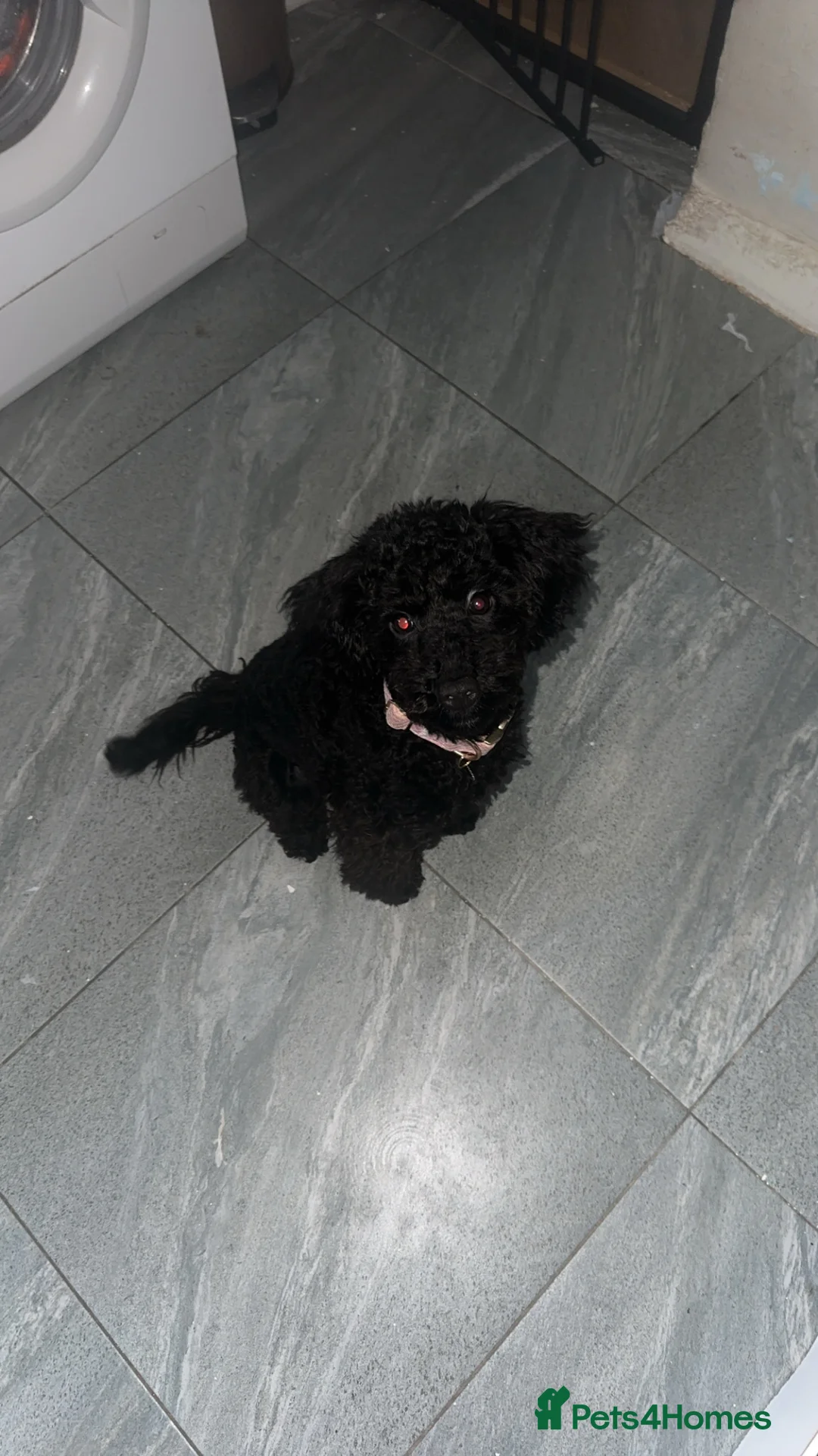 Cockapoo dogs for sale: Cockapoo  - Advert 2