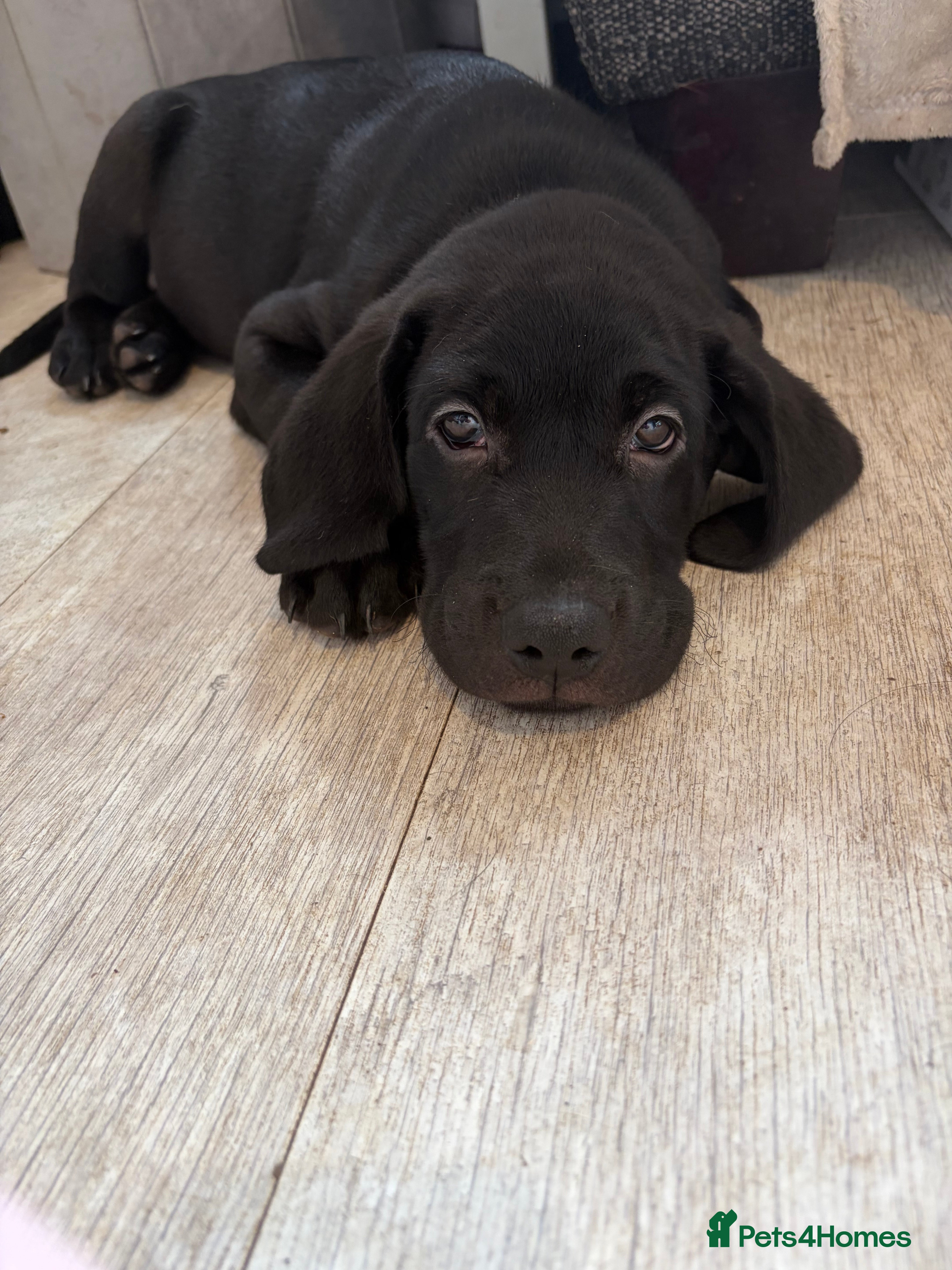 Labrador Retriever dogs *ready now* KC REGISTERED LABRADOR PUPPIES - Advert 2