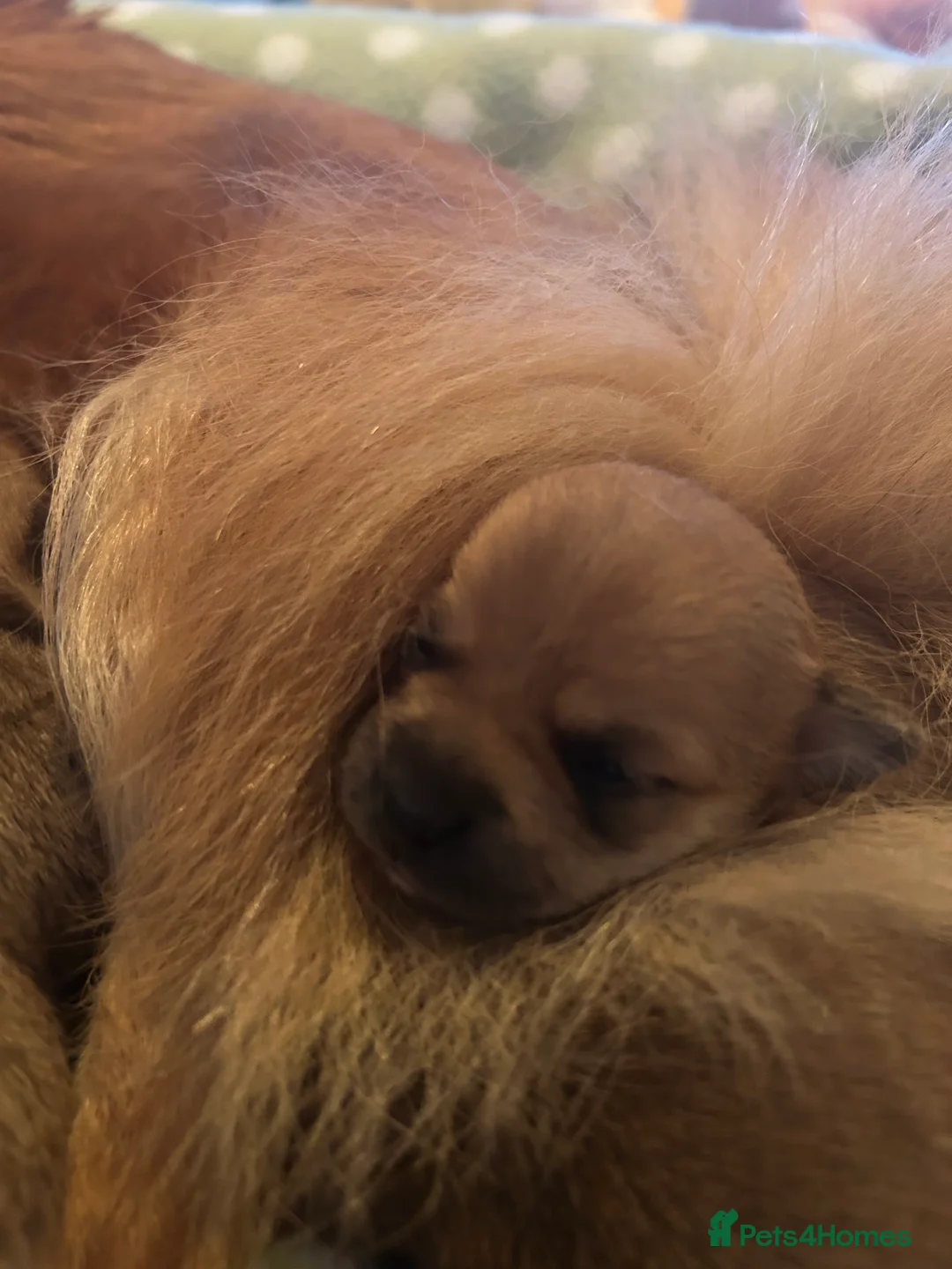 Pomchi dogs for sale: Beautiful Pomchi girls - Advert 28