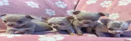 Chihuahua dogs for sale: Show stopper’s lilac and lilac merle puppy’s  in Pembroke - Advert 10