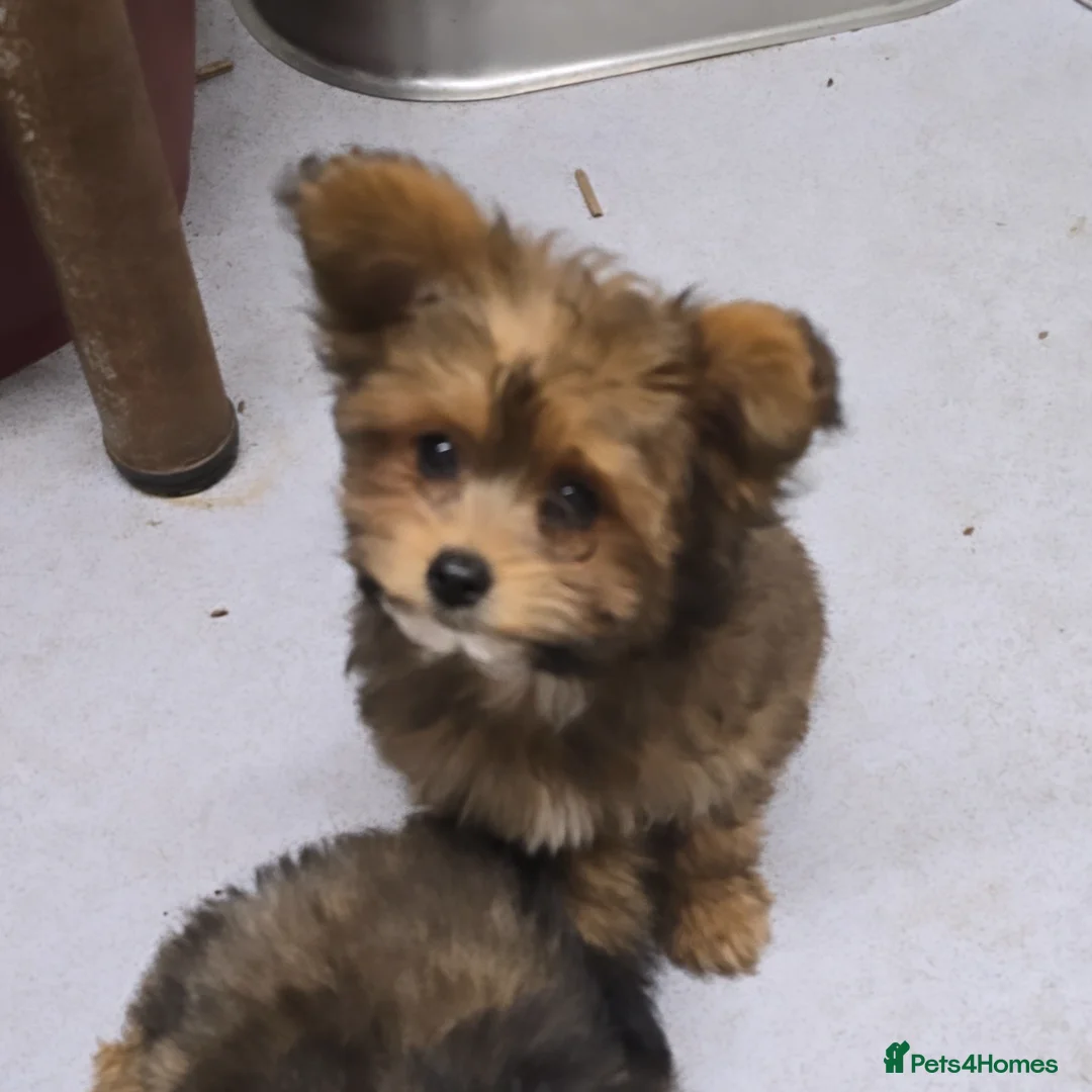 Pomapoo dogs for sale: POCKET SIZED POMAPOOS ~ READY NOW - Image 2