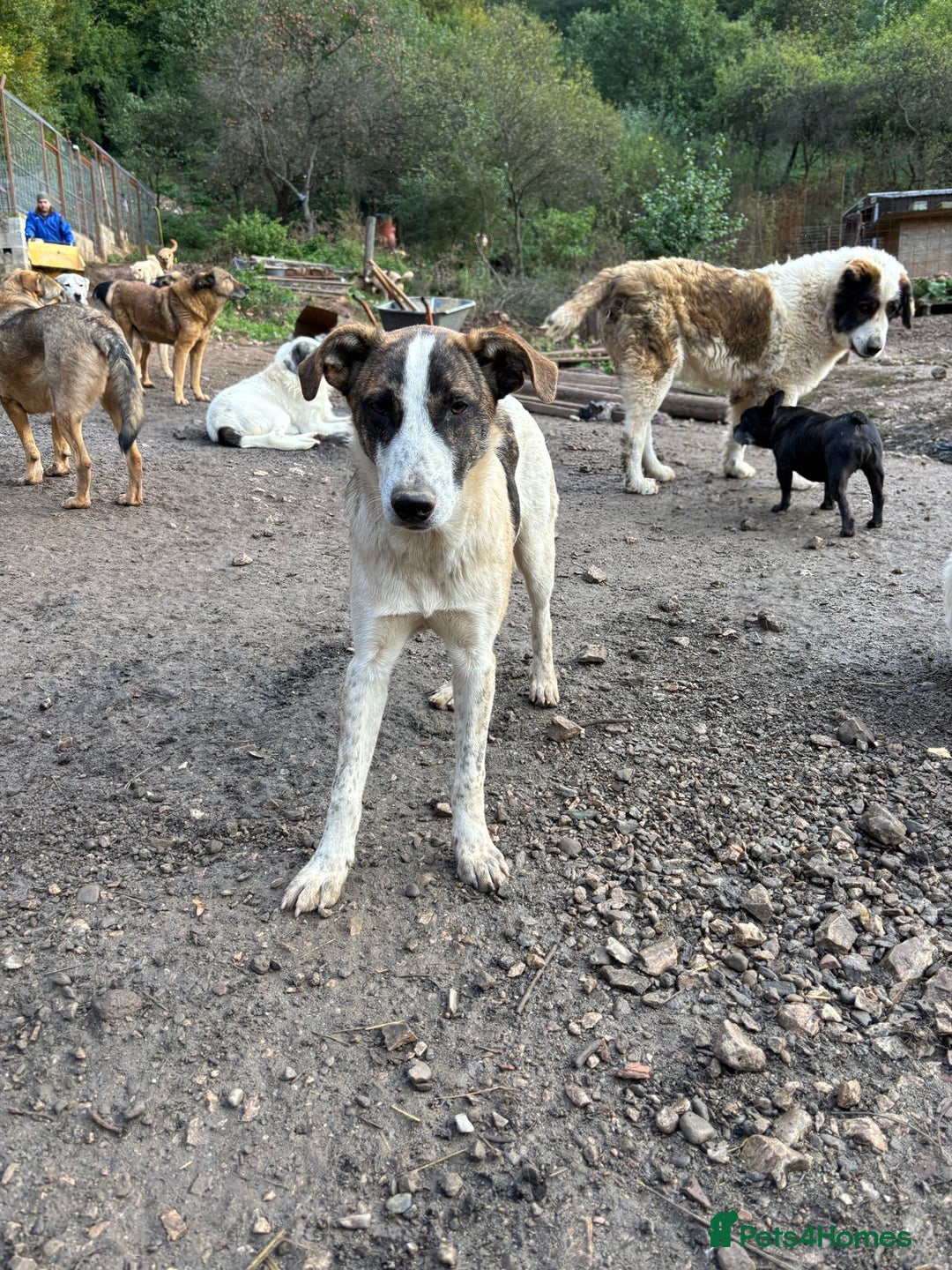 Mixed Breed dogs for adoption: Benson is looking for a dog friend! - Advert 13