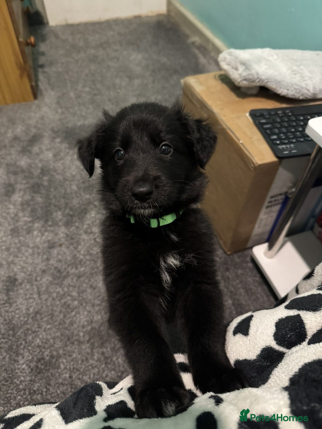 Shepsky dogs for sale: Shepski pups - Advert 18