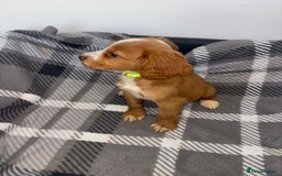 Cocker Spaniel dogs for sale: Adorable Cocker Spaniel  - Image 5
