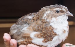 Quail poultry for sale: Jumbo Quail. Big Birds, Great Layers, Colours !!! - Image 1