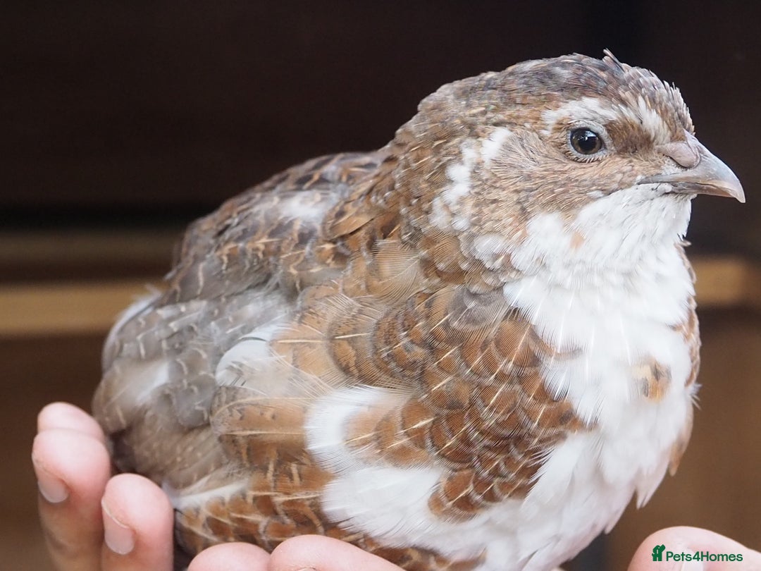 Quail poultry for sale: Jumbo Quail. Big Birds, Great Layers, Colours !!! - Image 1