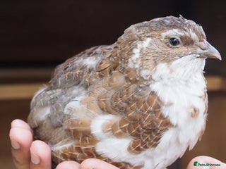 Quail poultry - Advert 5