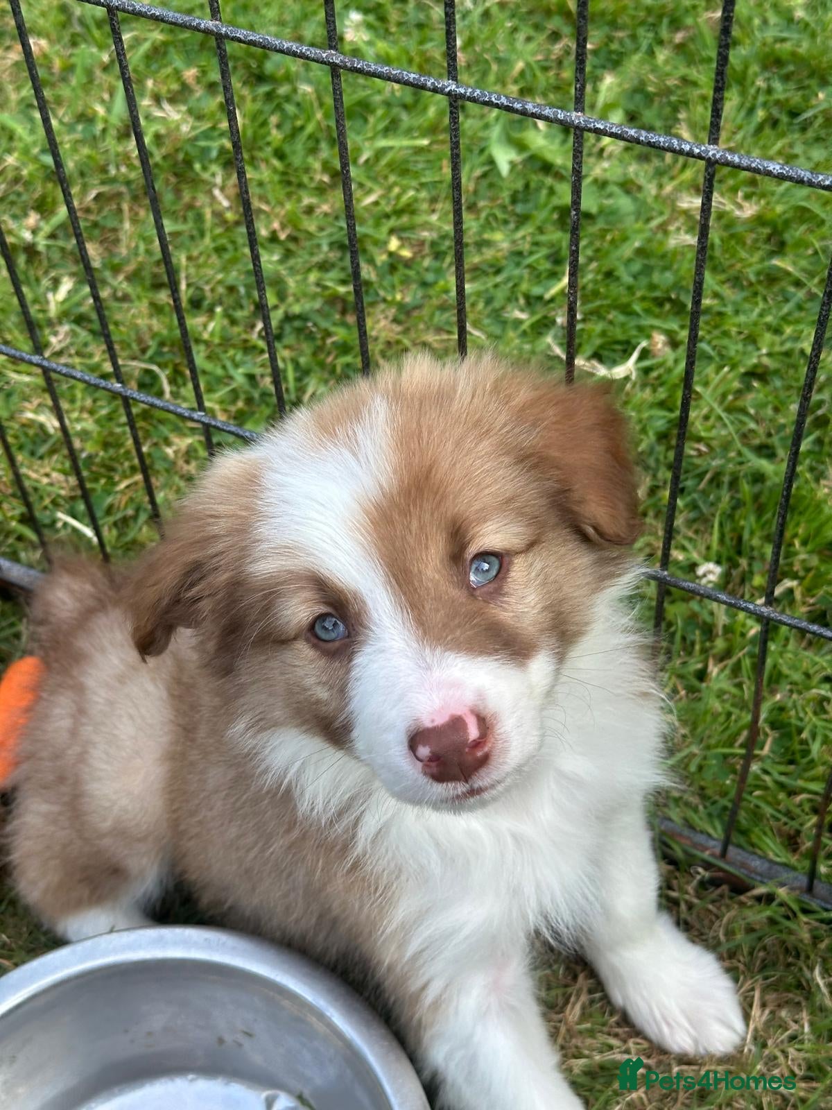 Border Collie dogs Stunning border collie pups  - Advert 2