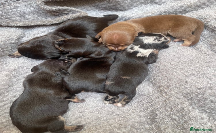 Dachshund dogs - Advert 1