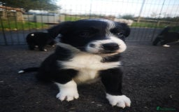 Border Collie dogs for sale: Beautiful Fluffy Collie Puppies  - Image 27
