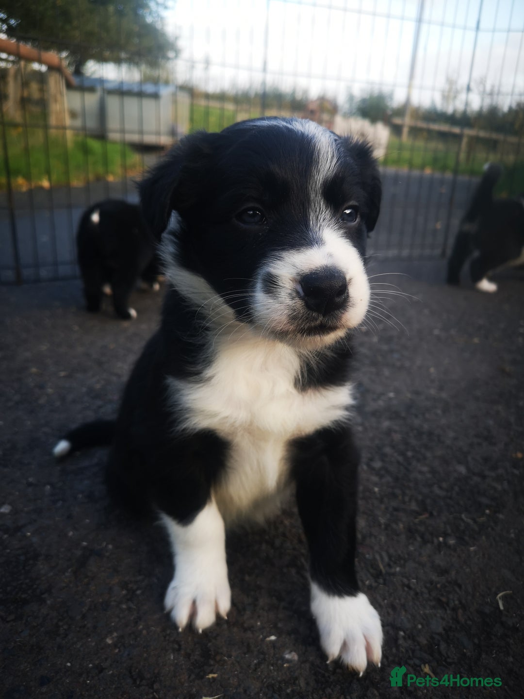 Border Collie dogs for sale: Beautiful Fluffy Collie Puppies  - Image 27