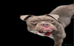 Old Tyme Bulldog dogs for sale: Old tyme bulldog  - Image 2