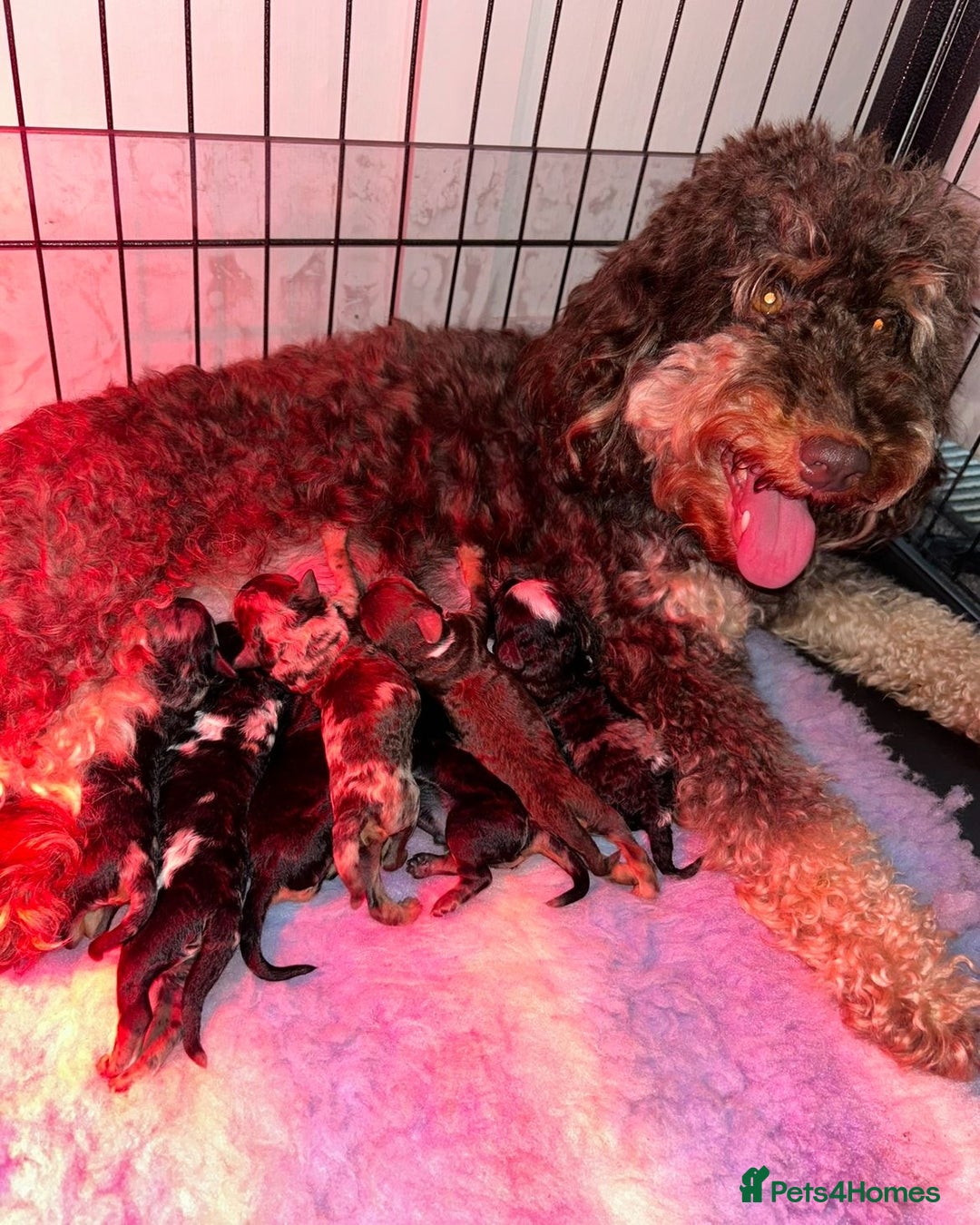 Cavapoo dogs for sale: 1 girl left 💕 f1b cavapoos ready now 🏡 - Image 35