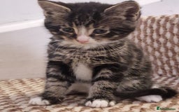 Mixed Breed cats for sale: Kittens ready to find homes - Image 8