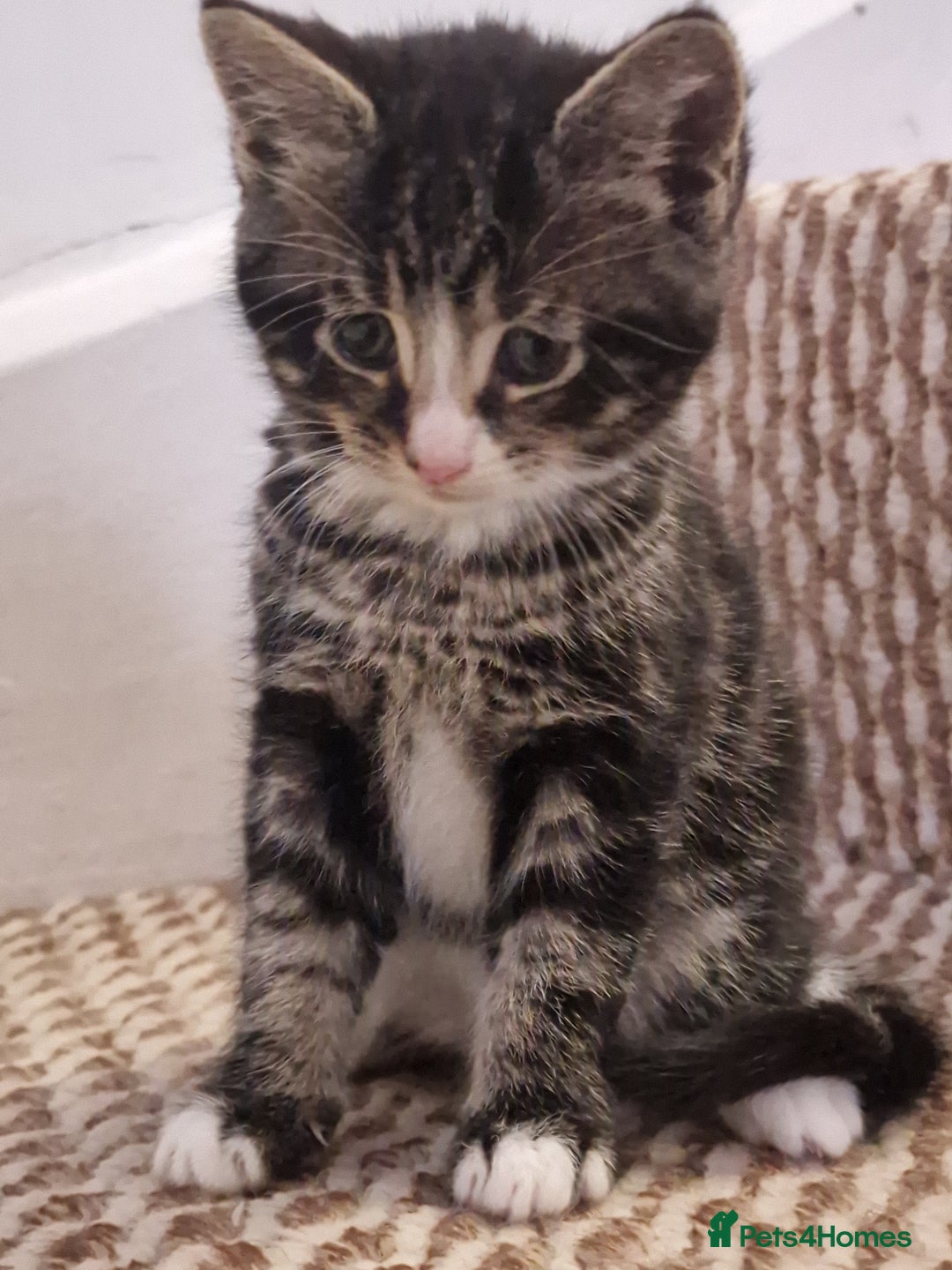 Mixed Breed cats for sale: Kittens ready to find homes - Image 8