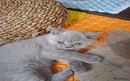 British Shorthair cats for sale: British Blue Short-hair 4 kittens for sale  - Image 21