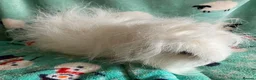 Guinea Pig rodents for sale: Pure Bred Swiss White Guinea pig sow. - Advert 5