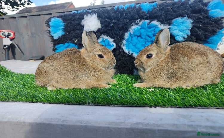Netherland Dwarf rabbits - Advert 15