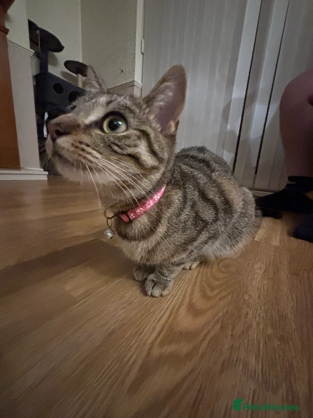 British Shorthair cats for sale: Maeve & Bean - Advert 2