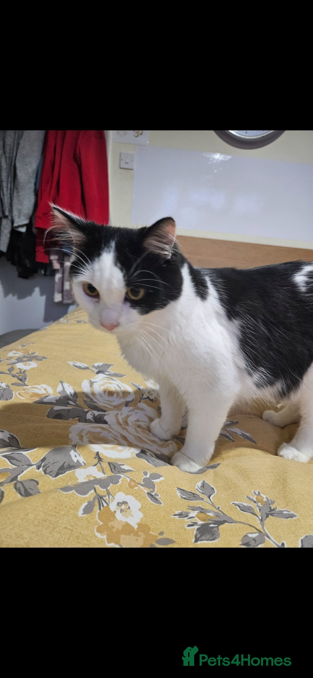 Mixed Breed cats for sale: Handsome Male Cat - Advert 5