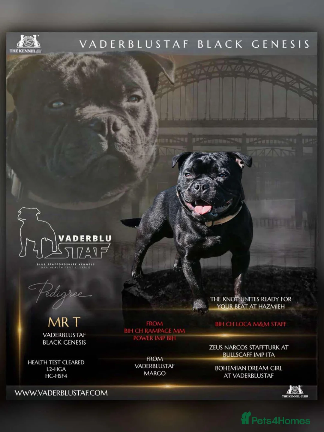 Staffordshire Bull Terrier dogs for stud: The one & only 'Mr T' Champ Sired - Advert 13