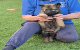 German Shepherd dogs for sale: Super Working Line German Shepherd Puppies - Image 4