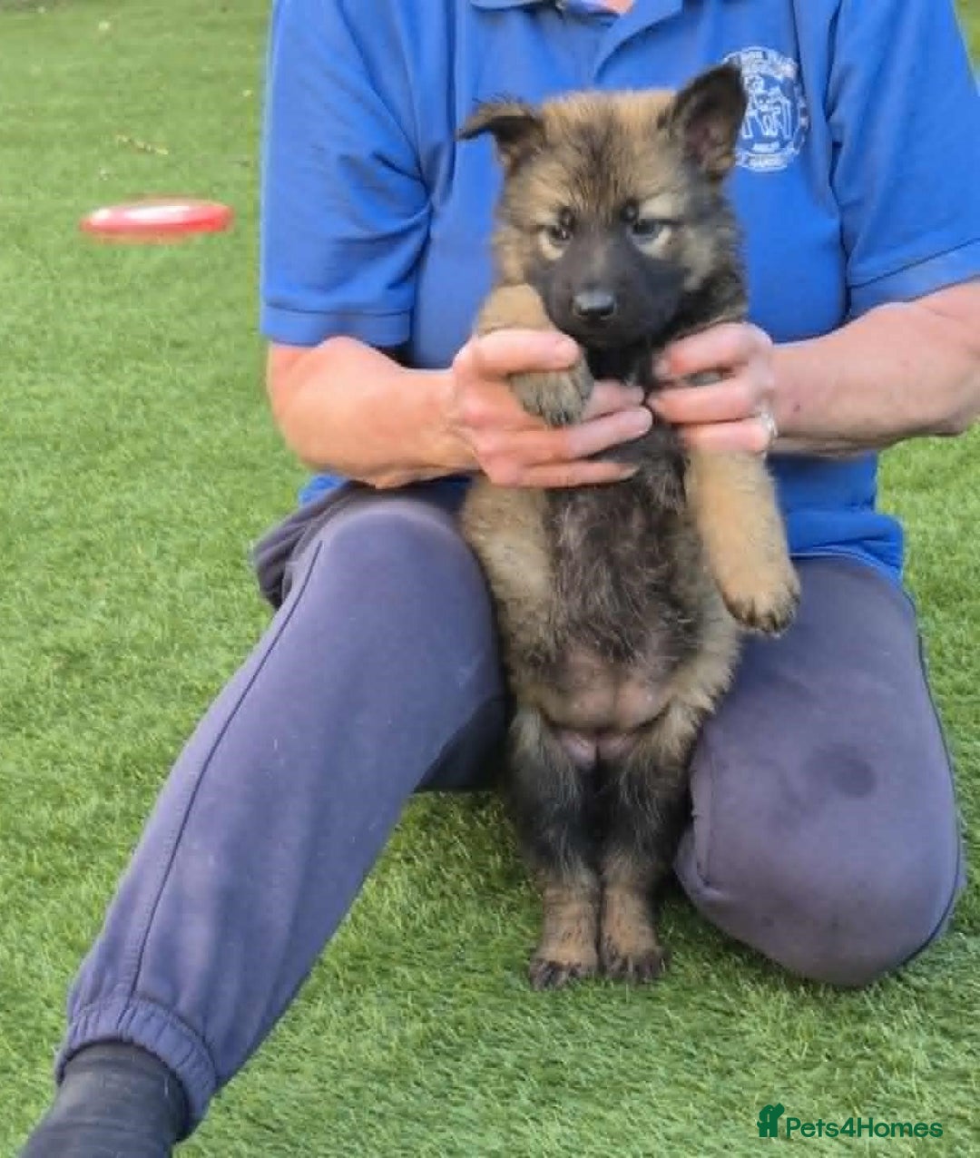 German Shepherd dogs for sale: Super Working Line German Shepherd Puppies - Image 4