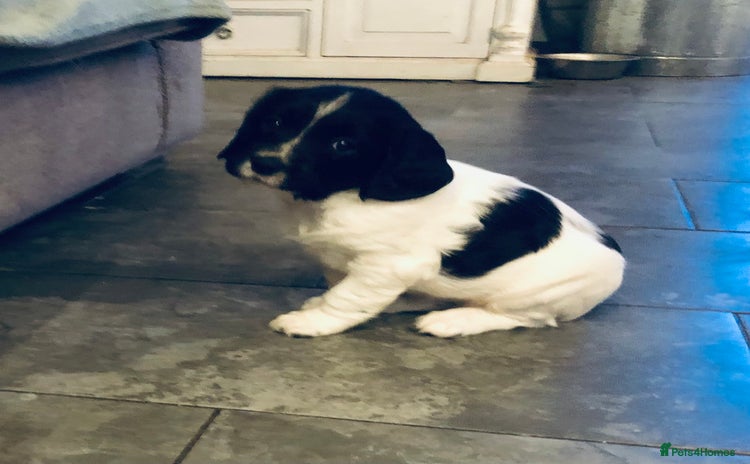 English Springer Spaniel dogs 🐾 KC registered ESS B&W puppy available 🐾  - Advert 5